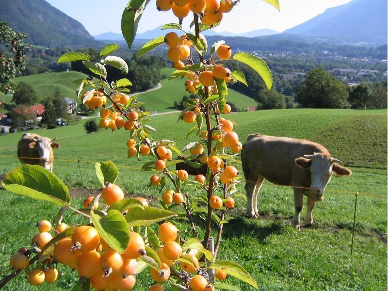 Landhaus Fellnerbauer Bad Reichenhall Zewnętrze zdjęcie
